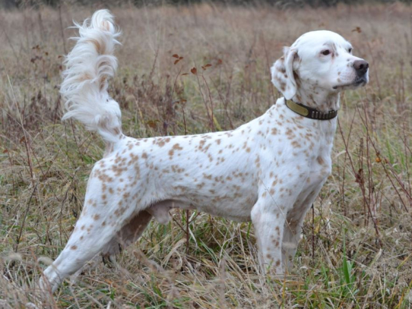 English Setter on point
