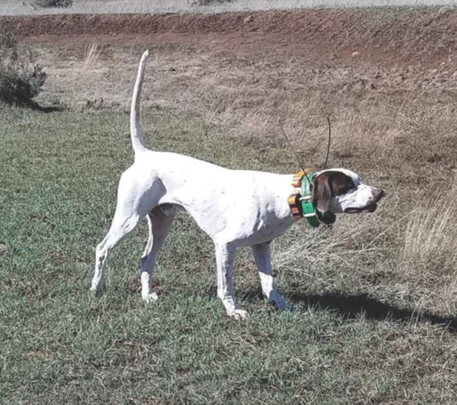 Almosta's Wiley E Coyote Second in the Dessert German Shorthaired Pointer Club Amateur Shooting Dog Stake
