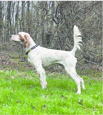 Super Storm First in the Northern Bucks Bird Dog Amateur Shooting Dog Stake