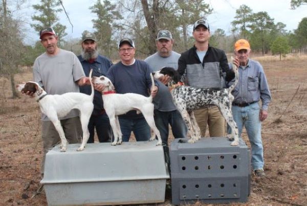 American Red Setter ASDF24