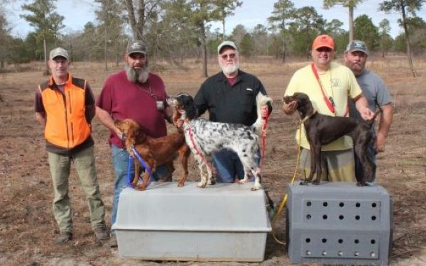 American Red Setter ODF24