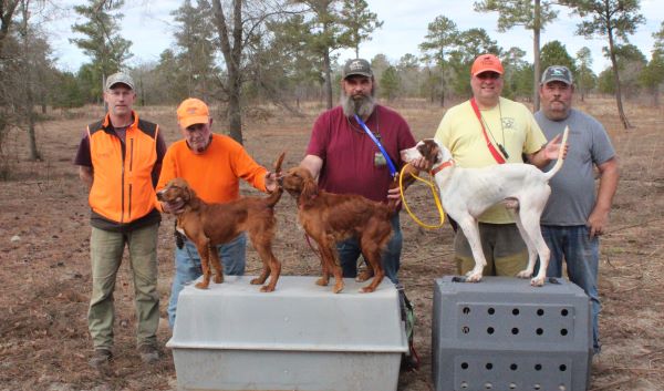 American Red Setter OPF24