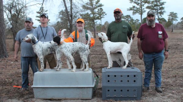 American Red Setter OSDF24