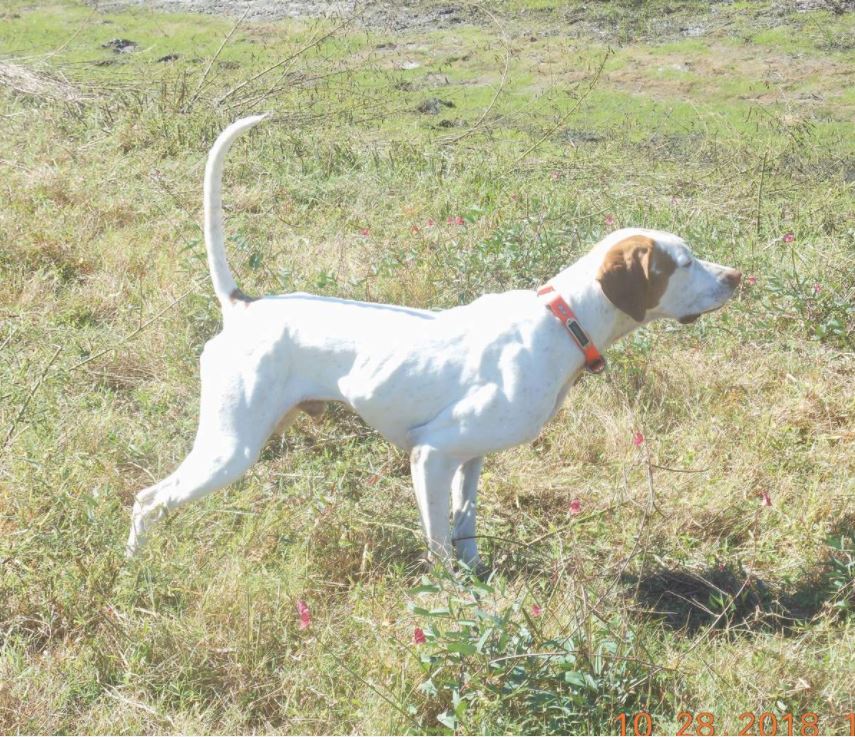 Associated Field Trial of Florida