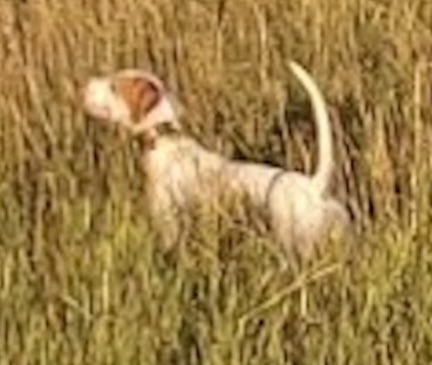 Edge's Talus Ridge, First in the Sharptail Open Shooting Dog Classic