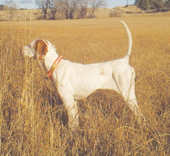 Touch's Katrina, Runner-Up in the Big Sky Open Shooting Dog Championship