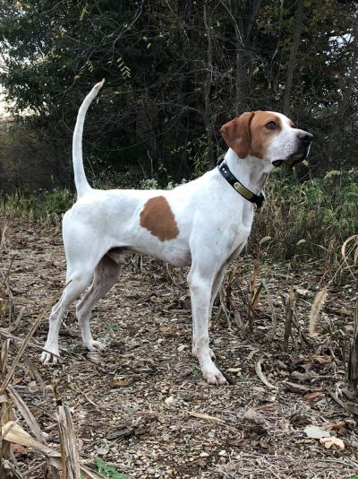 Calicos Over The TopF25