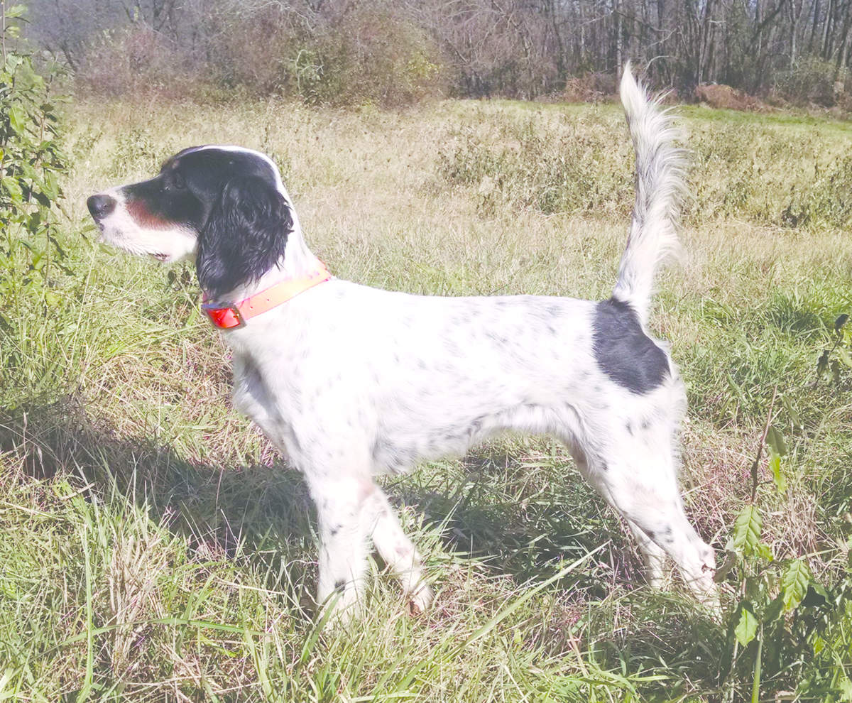 Ladywood's Miss Daisy, First in the Georgia Brittany Club Open Shooting Dog Stake