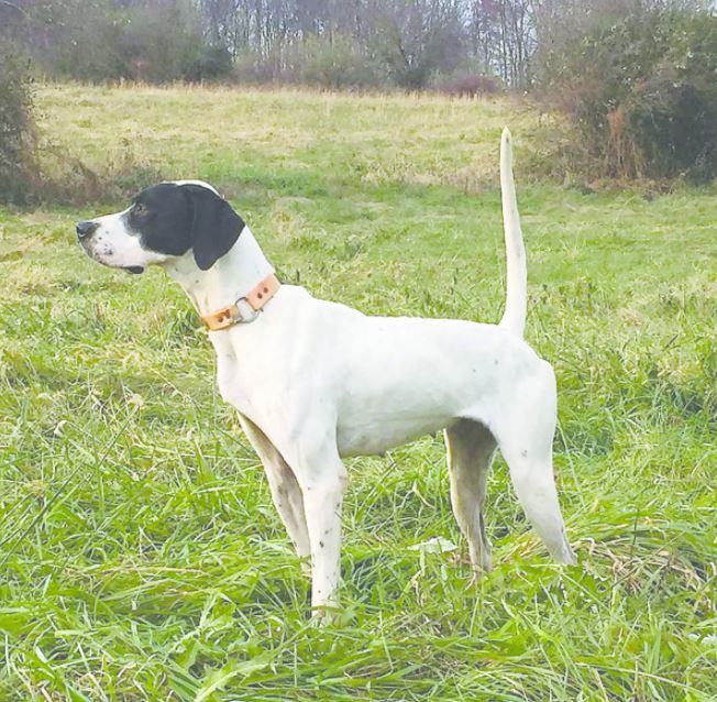 Suemac's Tiger Rose. Second in the Open Shooting Dog Stake