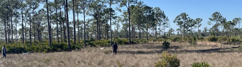 Manatee Sam SD Puppy DerbyS26