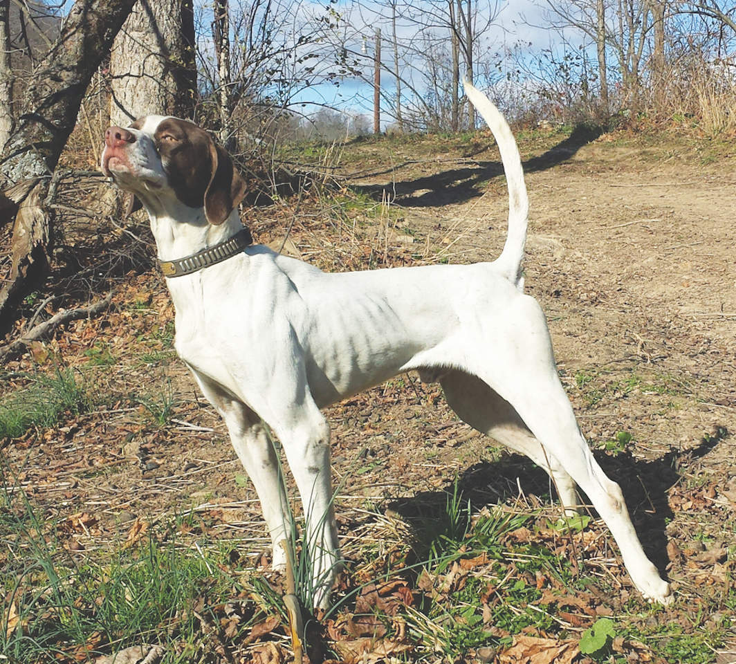 Bad Bourbon, First in the Amateur Restricted Shooting Dog Stake; First in the Open All-Age Stake