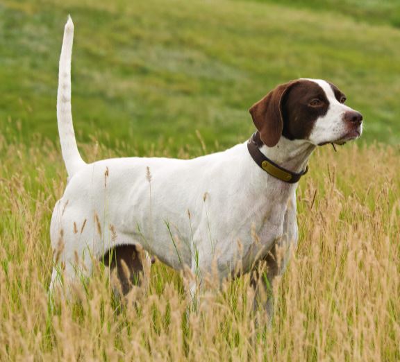 Charitable Deed, Winner of the Masters Open Shooting Dog Championship