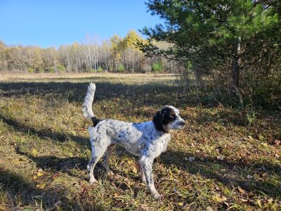 Michigan Woodcock Stan the ManF25
