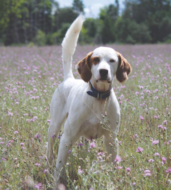 National Amateur Grouse Championship