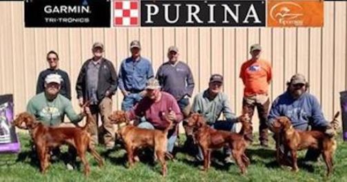 Forty-Ninth National Red Setter Futurity Winners