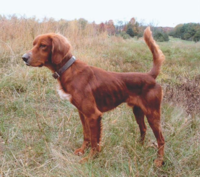 Windfall, Runner-Up in the National Red Setter Amateur Shooting Dog Championship