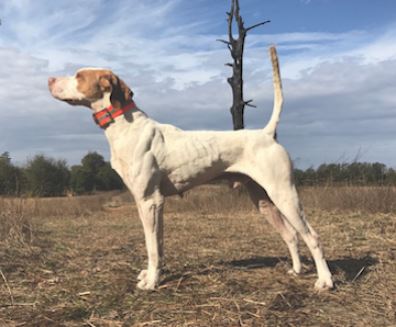 Indian Creek Perfect Storm, Second in the Open Shooting Dog Stake; First in the Amateur Shooting Dog Stake