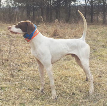 Pure Confidence, First in the Open Shooting    Dog Stake