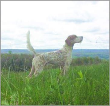 Pennsylvania Grouse Championship