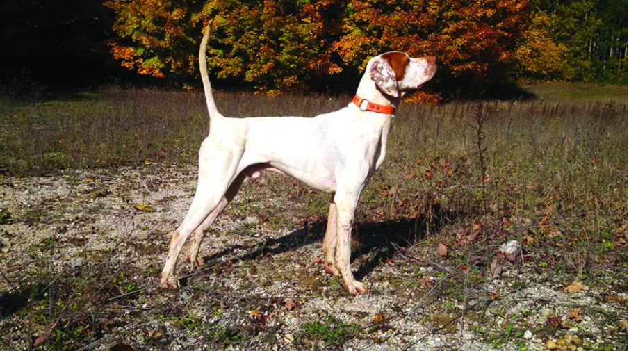 Pennsylvania Grouse Championship