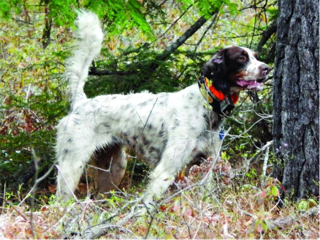 Ruff Grouse Lilly Runner-Up in the Region 1 Amateur Walking Shooting Dog Championship