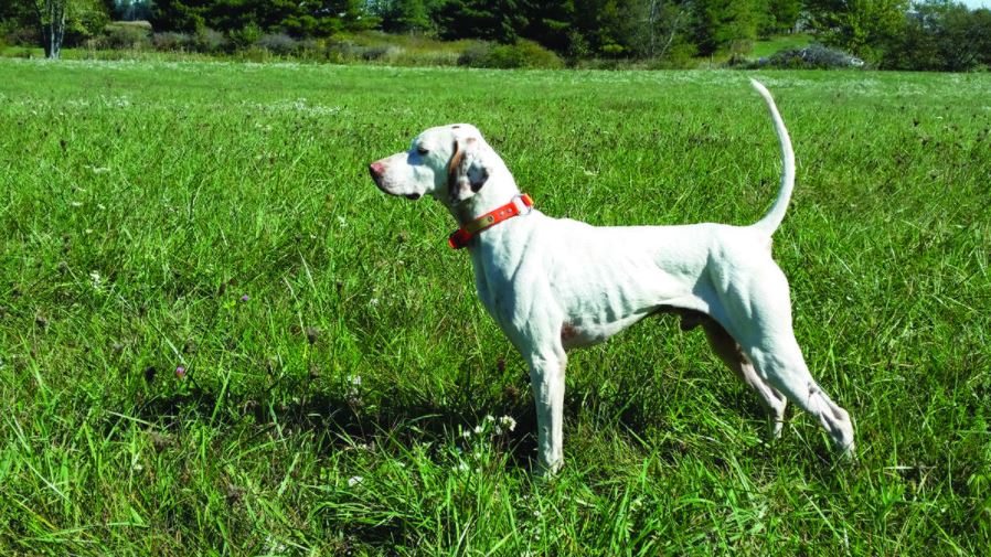 Region 13 Amateur Shooting Dog Championship