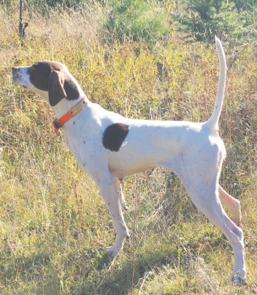 Chasehill Little Izzy, Winner of the Southern New England Woodcock Championship