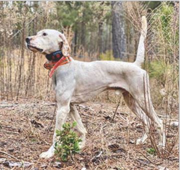 Venango Grouse Trial Club