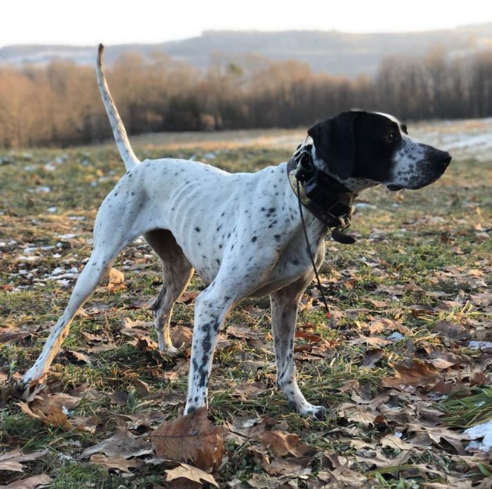 Venango Grouse Trial Club