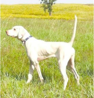 Knight's White Lady, Winner of the Western Open Shooting Dog Championship