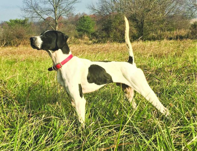 Armstrong Mountain Dustie, First in the Open Shooting Dog Stake